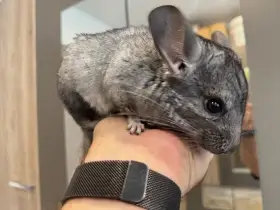 Samec činčily z domácího chovu medium ebony