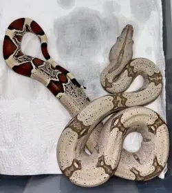 Boa constrictor constrictor Suriname