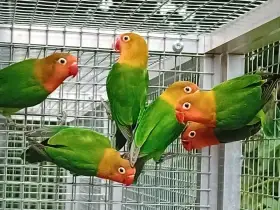 Agapornis fischeri - rok 2025