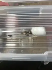 Camponotus nicobarensis