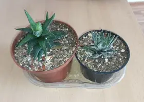 2x sukulenty Haworthia