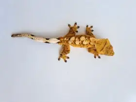 Pagekon řasnatý