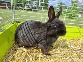 Zakrslý králík