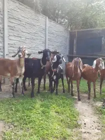 Nabízím podílové AN kozičky s POP i bez.