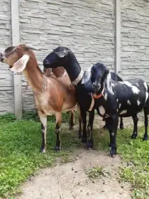 Norika, Rachel, Peggi