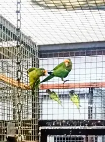 Prodám aratinga oranzovocely 1,1, kroz