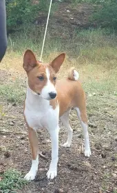 Fenka basenji Delilah