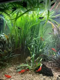 Cryptocoryne usteriánava var. tonkinensis