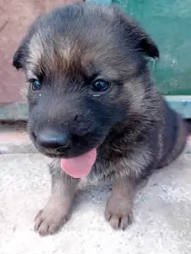 Štěňata