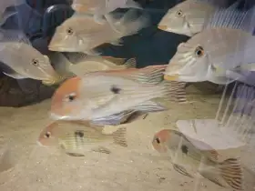 Geophagus tapajos red head