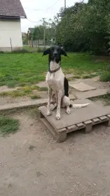 Daruji do dobrých rukou