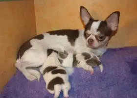Čivava štěňátka