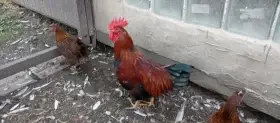 3 roky, hodný kohout