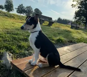 Štěňátka krátkosrsté kolie