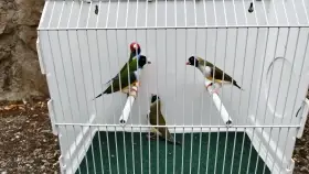 Ag
