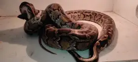 Krajta tmavá het. Pied