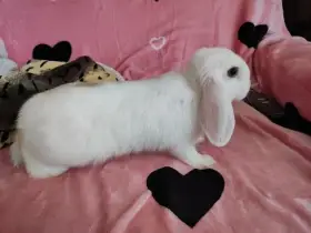 Zakrslý králík