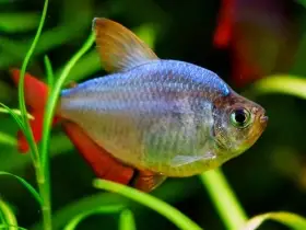 Tetra darienská -Hyphessobrycon columbianus