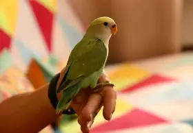Krotký agapornis