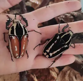 Larvy Mecynorrhina torguata ugandensis (MTU)