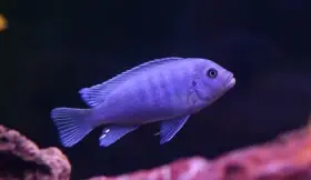 Tlamovci Malawi