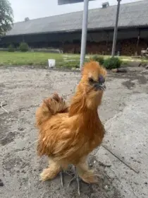 Hedvabnička bila vousatá velká EU
