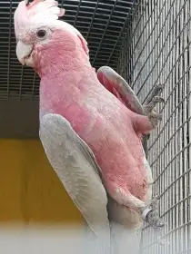 Kakadu růžový