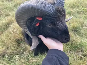 Prodej ovce Ouessantské - Třinecko