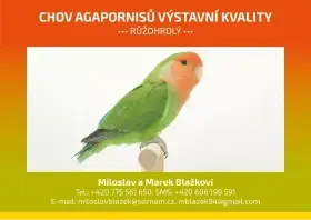 Agapornis růžohrdlý - odchovy