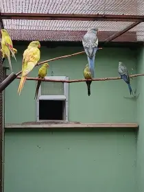 Mutace modrá
