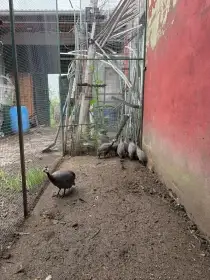 Prodám perličky a hedvábničky