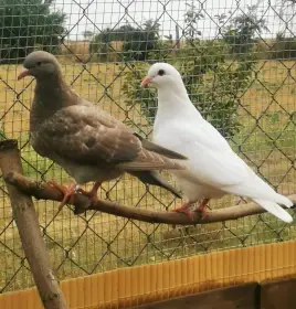 Texani