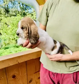 Štěňata Bassethound s PP