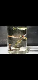 Endlerky