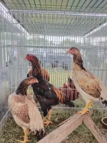 Bojovnice Shamo a Malajky velké