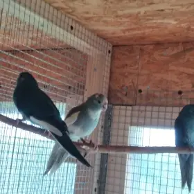 Kakariki
