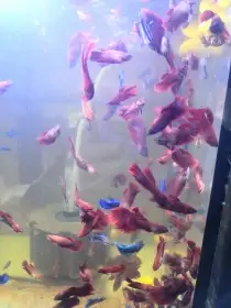 Betta bojovnice