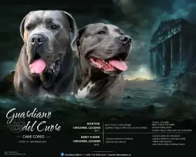 Štěňátka Cane Corso na prodej