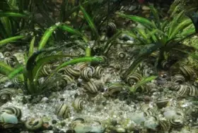 Asolene spixi