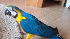 Ara ararauna