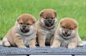 Shiba inu s PP