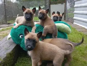 Belgický ovčák malinois