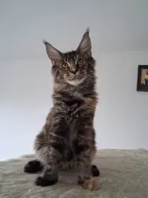 Mainská mývalí kočička