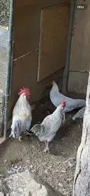 Zdrobnělá vlaška perlově šedá