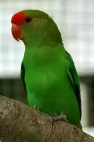 Agapornis etiopský