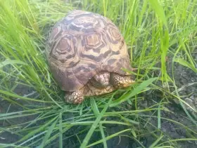 Prodám želvu pardáli