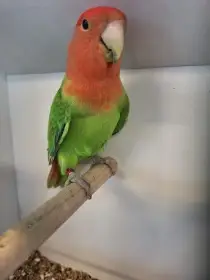 Prodám Agapornis růžohdlý opalín zelený