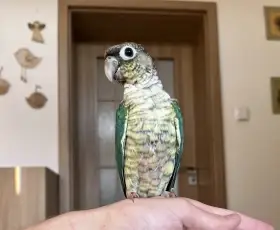 Pyrura zelenolící - ručně dokrmená mláďata