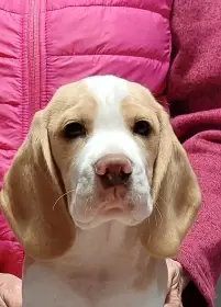 Bígl beagle štěňátko s PP