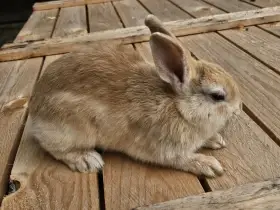 Zakrslý králíček